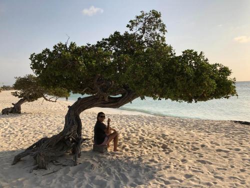 scenery with divi divi tree