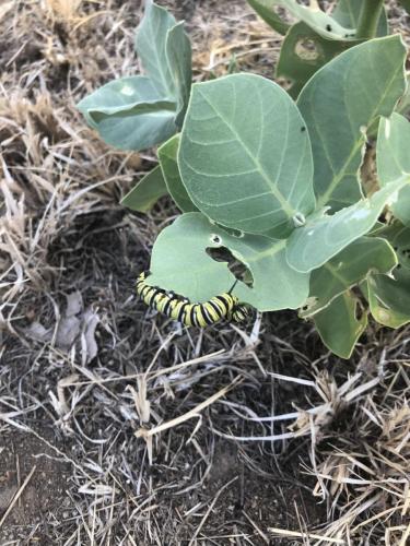 Monarch caterpillar