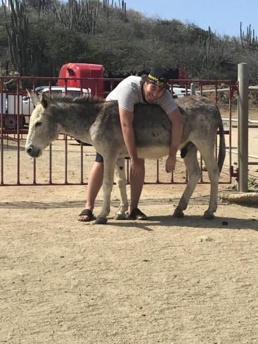 donkey hanging