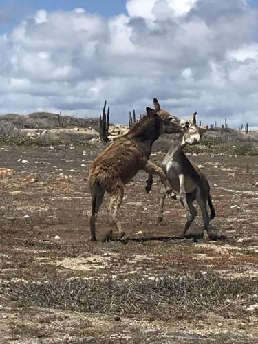 donkey's playing