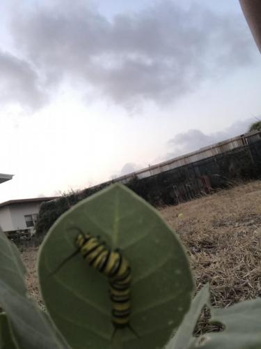 monarch caterpillar