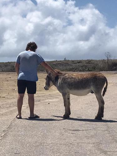 donkey loves matthew